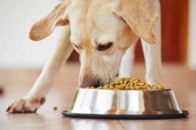 Bestes getreidefreie Trockenfutter für Hunde – (Erfahrung & Test 2023)