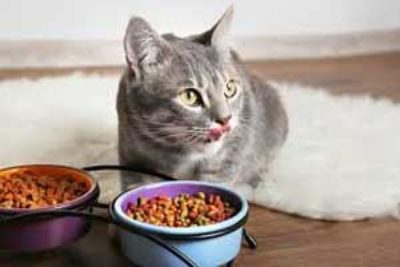 Bestes getreidefreie Trockenfutter für Katzen – (Erfahrung & Test 2023)