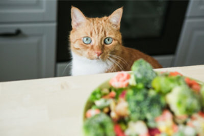 Können Katzen vegetarisch leben?