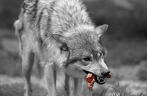 wolf-fleischfresser
