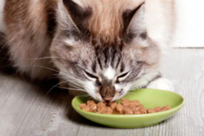 Das beste Katzenfutter für diabetische Katzen – (zuckerfrei & Test 2023)