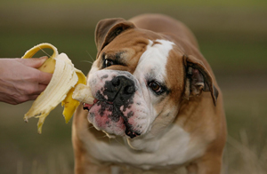 hund-frisst-banane