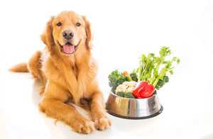 hunde-vegetarisch-ernaehren