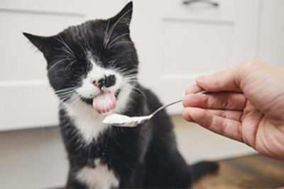 Dürfen Katzen Joghurt essen?