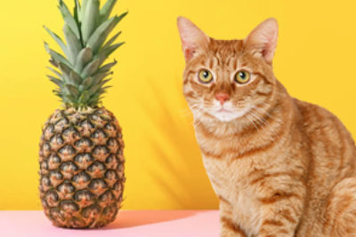 Dürfen Katzen Ananas essen?
