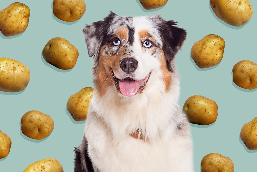 hund-frisst-kartoffeln