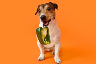 Dürfen Hunde Paprika essen?
