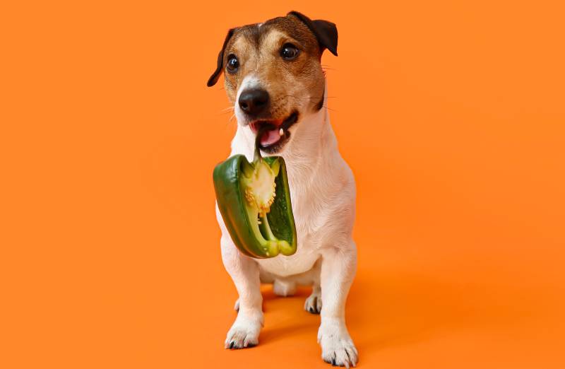 Dürfen Hunde Paprika essen