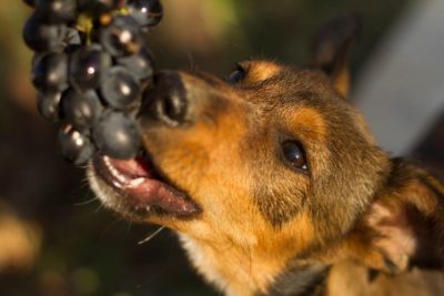Dürfen Hunde Weintrauben essen?