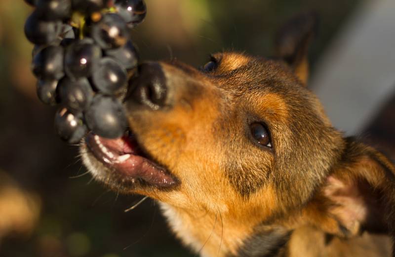 Dürfen Hunde Weintrauben essen