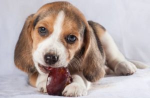 Dürfen Hunde Pflaumen essen