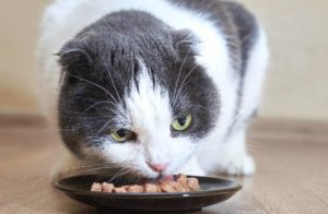 Getreidefreies Katzenfutter mit hohem Fleischanteil