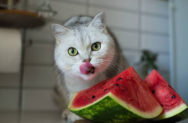 Darf eine Katze Wassermelone essen