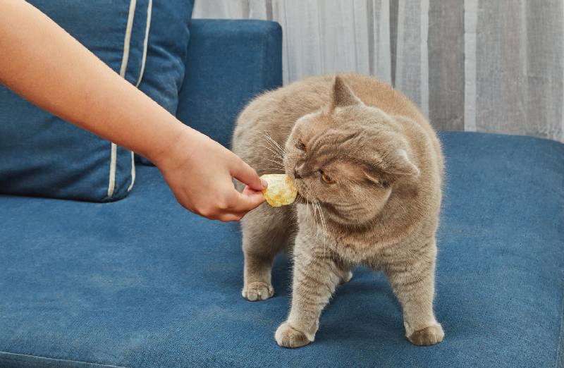 Dürfen Katzen Chips essen