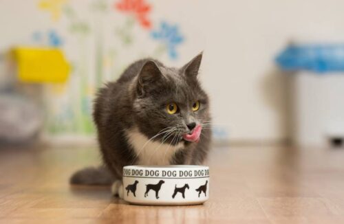 Dürfen Katzen auch Hundefutter essen?