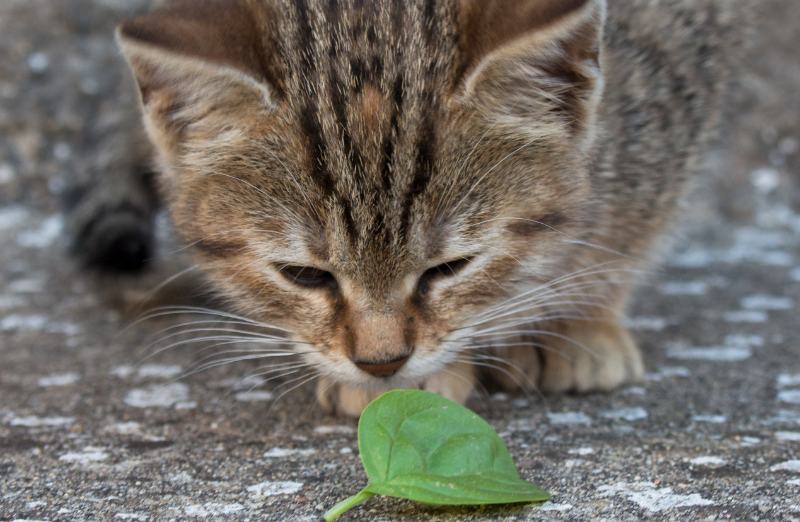 Katzen Basilikum füttern