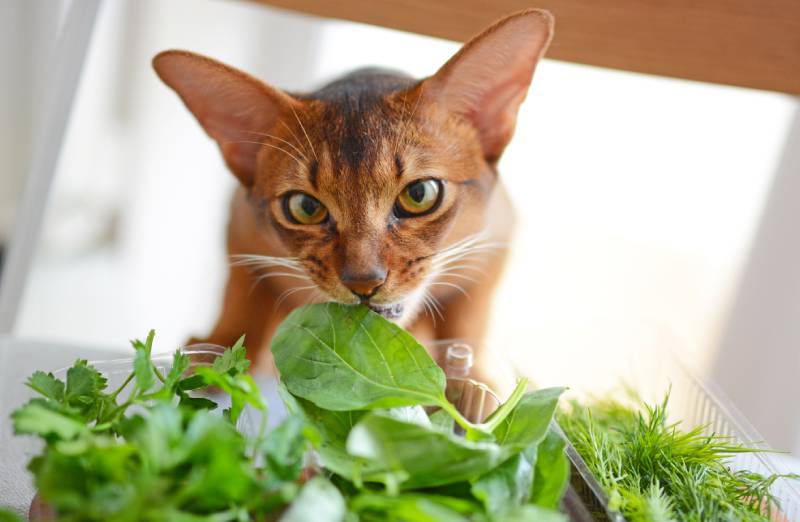 Können Katzen Basilikum Essen