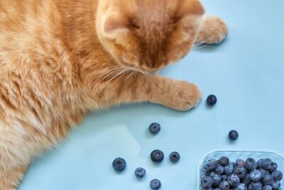 Können Katzen Heidelbeeren Essen?