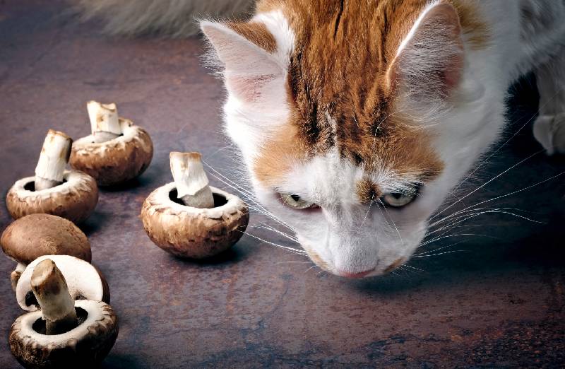 Können Katzen Pilze essen