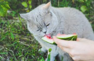 Können Katzen Wassermelone essen