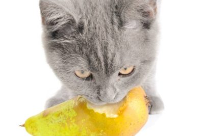 Können Katzen Birnen Essen?