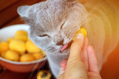 Dürfen Katzen Aprikosen Essen?