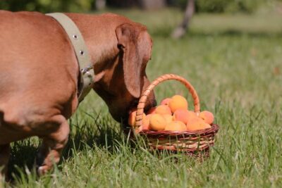 Dürfen Hunde Aprikosen essen?