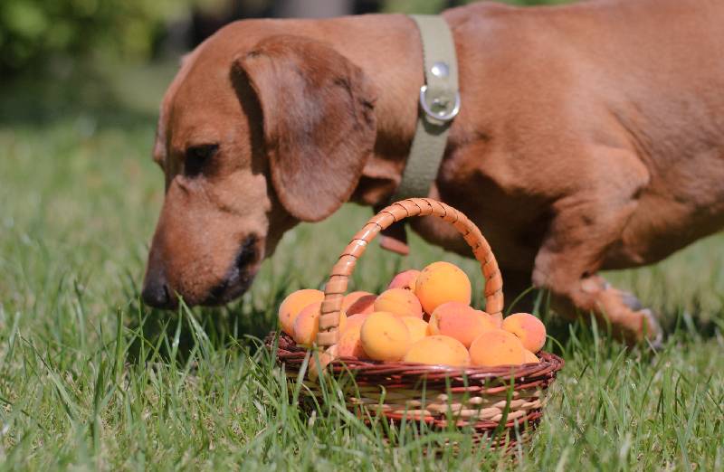 Wie man Aprikosen in die Ernährung eines Hundes einführt