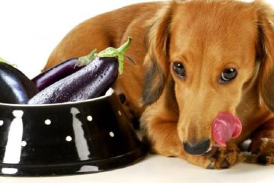 Dürfen Hunde Auberginen essen?