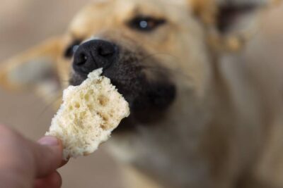 Dürfen Hunde Brot essen?