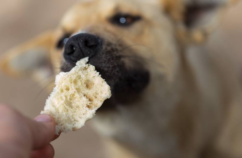 Dürfen Hunde Brot essen