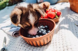 Dürfen Hunde Heidelbeeren essen
