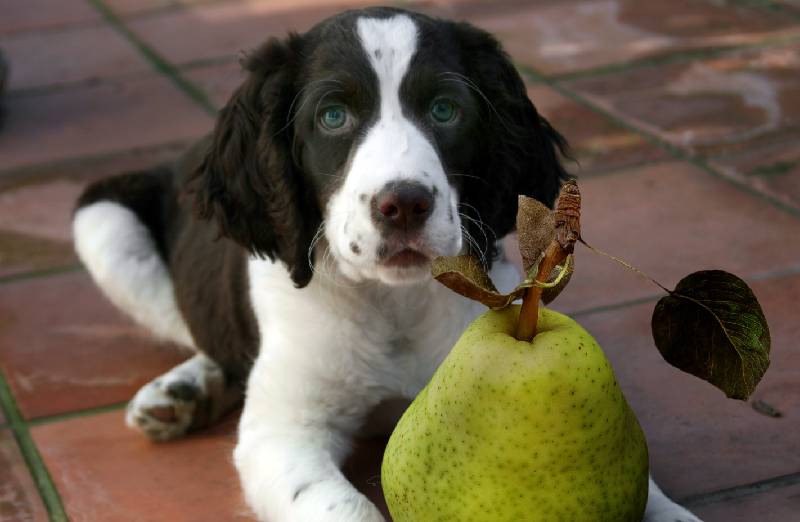 Gesundheitliche Vorteile von Birnen für Hunde
