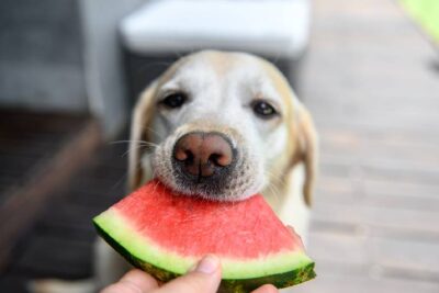 Können Hunde Wassermelonen essen?