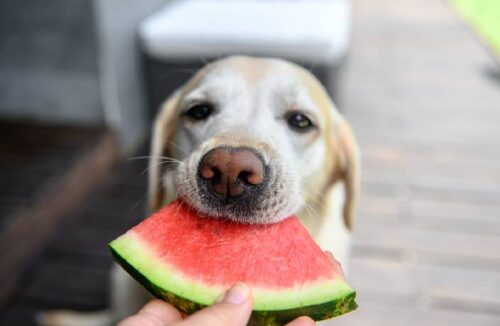 Können Hunde Wassermelonen essen?