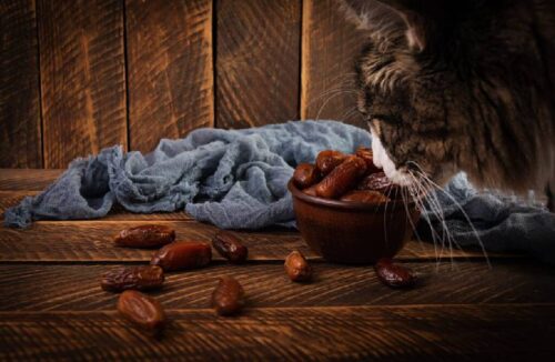 Können Katzen Datteln essen? Vor- und Nachteile [2023]