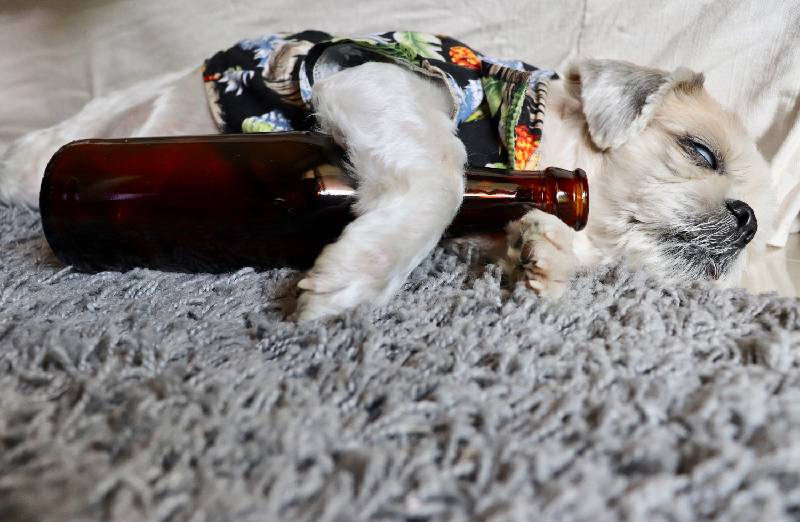 Risiken des Alkoholkonsums bei Hunden