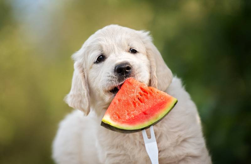 So füttern Sie Ihren Hund mit Wassermelone