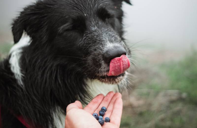 Vorteile der Fütterung von Blaubeeren an Hunde