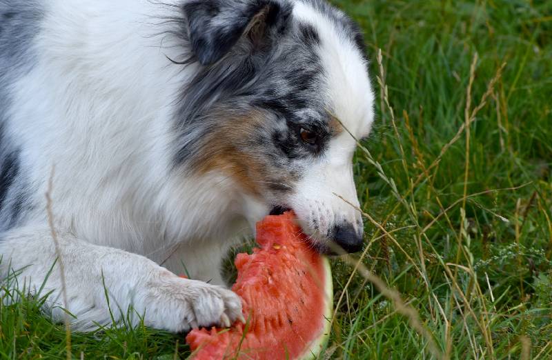 Vorteile von Wassermelone für Hunde