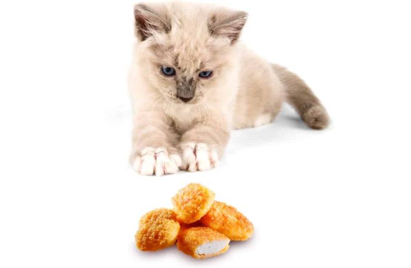 Warum sind Chicken Nuggets schlecht für Katzen?