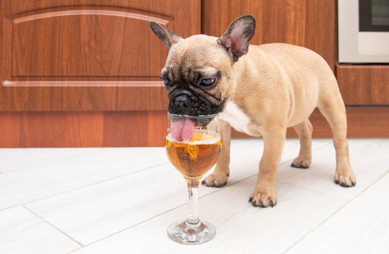 Was tun, wenn Ihr Hund Alkohol konsumiert?