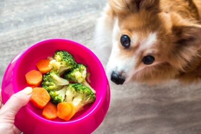 Welches Gemüse ist gut für Hunde?