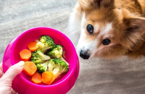Welches Gemüse ist gut für Hunde?