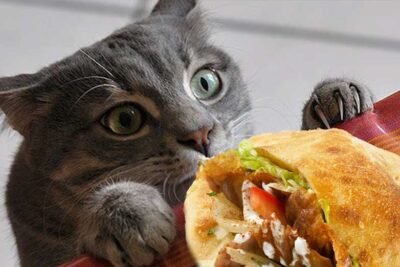Dürfen Katzen Dönerfleisch essen?