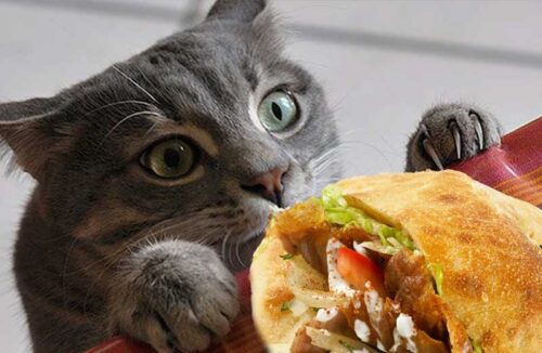 Dürfen Katzen Dönerfleisch essen?