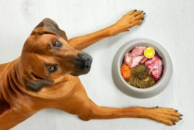 Ist getreidefreies Hundefutter besser?