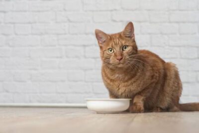 Welches Katzenfutter ist ohne Getreide? Vergleich und Empfehlung
