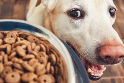 Welches Hundefutter ist ohne Getreide? Empfehlung + Vergleich