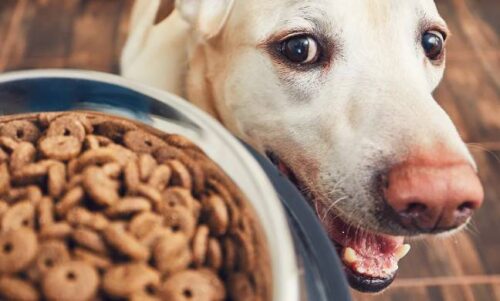 Welches Hundefutter ist ohne Getreide? Empfehlung + Vergleich